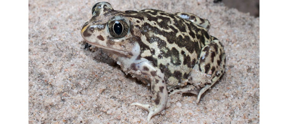 Image by Iván Gómez-Mestre (EBD-CSIC)