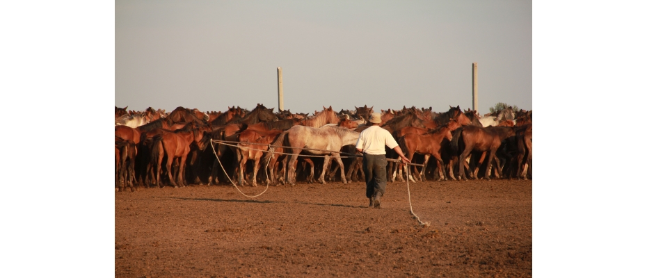 Horse breeder in Kazakhstan - Author: Ludovic Orlando