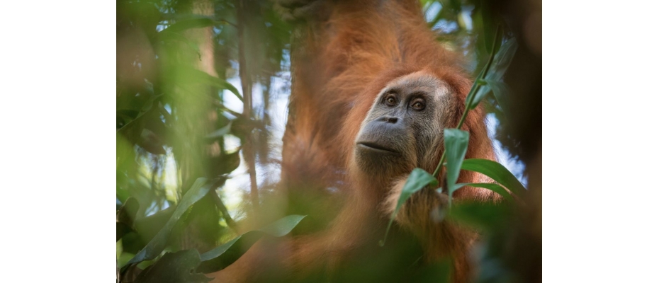 Photo by Andrew Walmsley - Sumatran Orangutan Conservation Programme (SOCP)