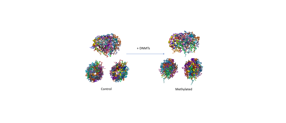 DNA methylation has an intrinsic effect on 3D genome structure (IRB)