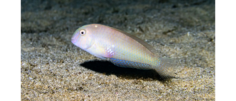 The genetic code of the pearly razorfish is decrypted | CNAG, Centro ...