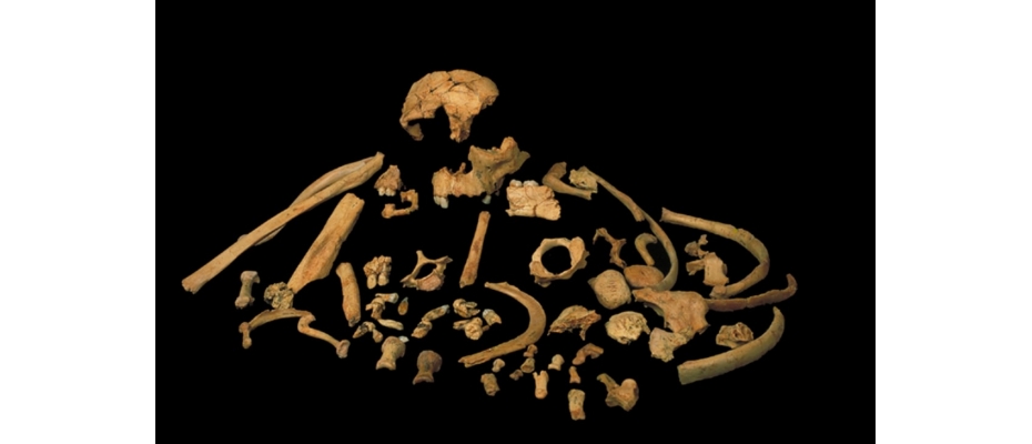 Skeletal remains of Homo antecessor. Credit: José María Bermúdez de Castro.