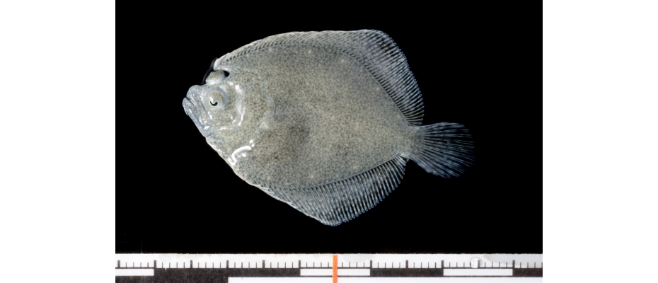 Noti Turbot sequencing_March2016