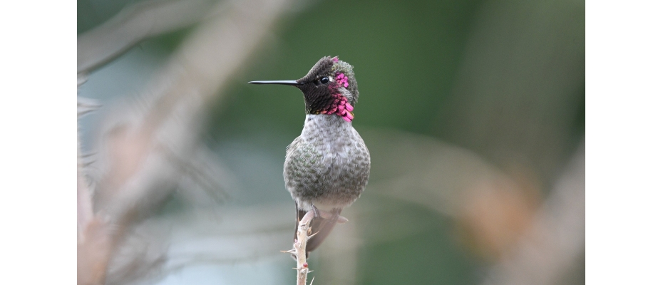 Anna's hummingbird - Credit Veronika Andrews, Pixabay