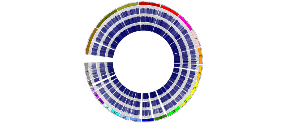 An example of three complete colon cancer epigenomes of a patient. The innermost concentric circle represents the normal colon tissue, the intermediate the primary colon tumor and the outermost themetastasis derived from that colon tumor. IDIBELL